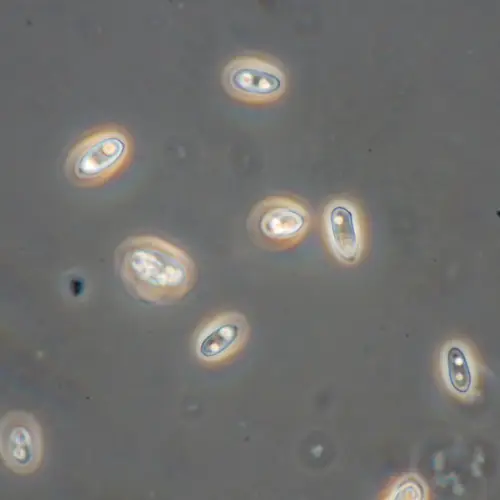 Beta glucan product visual